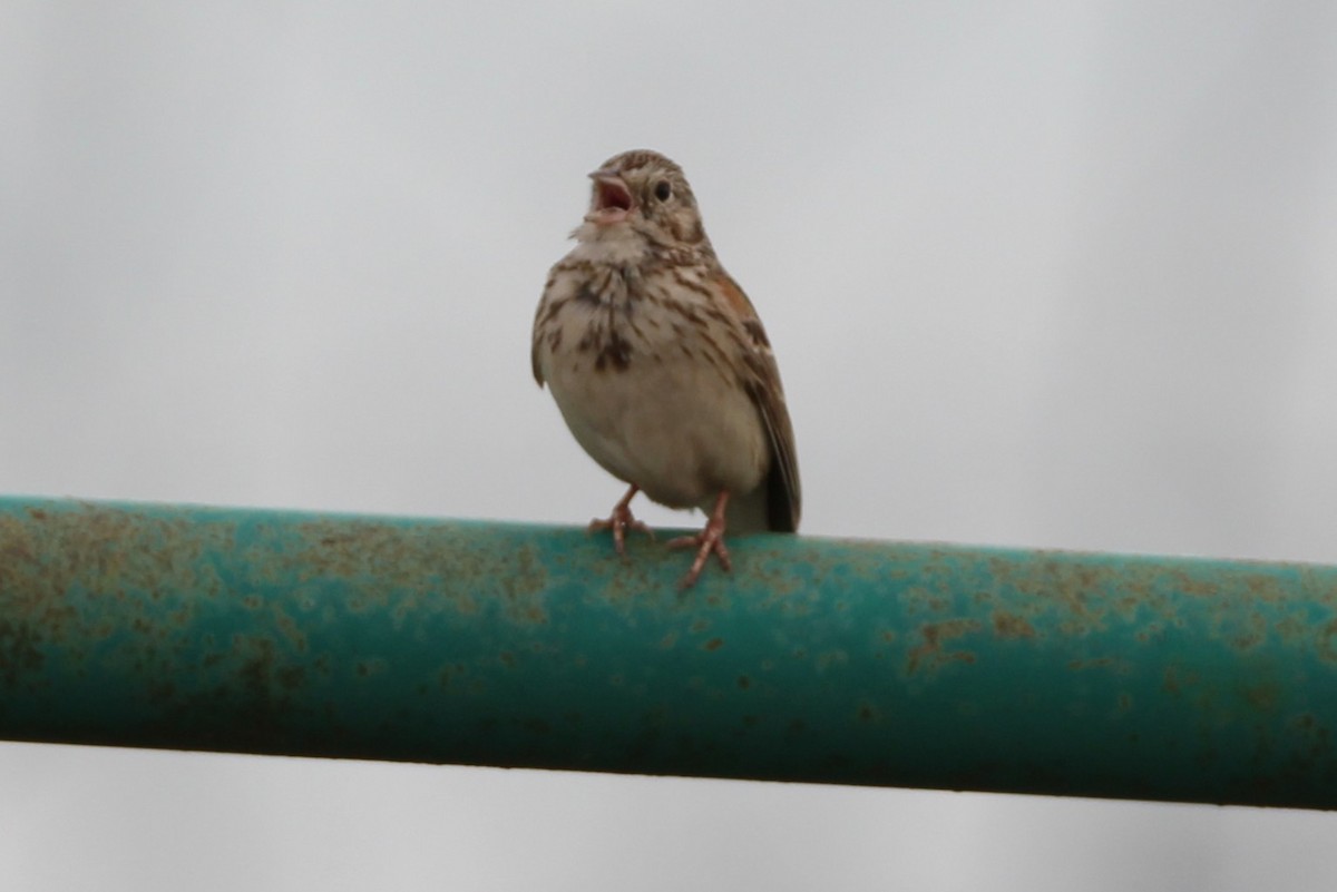 Vesper Sparrow - ML638081884