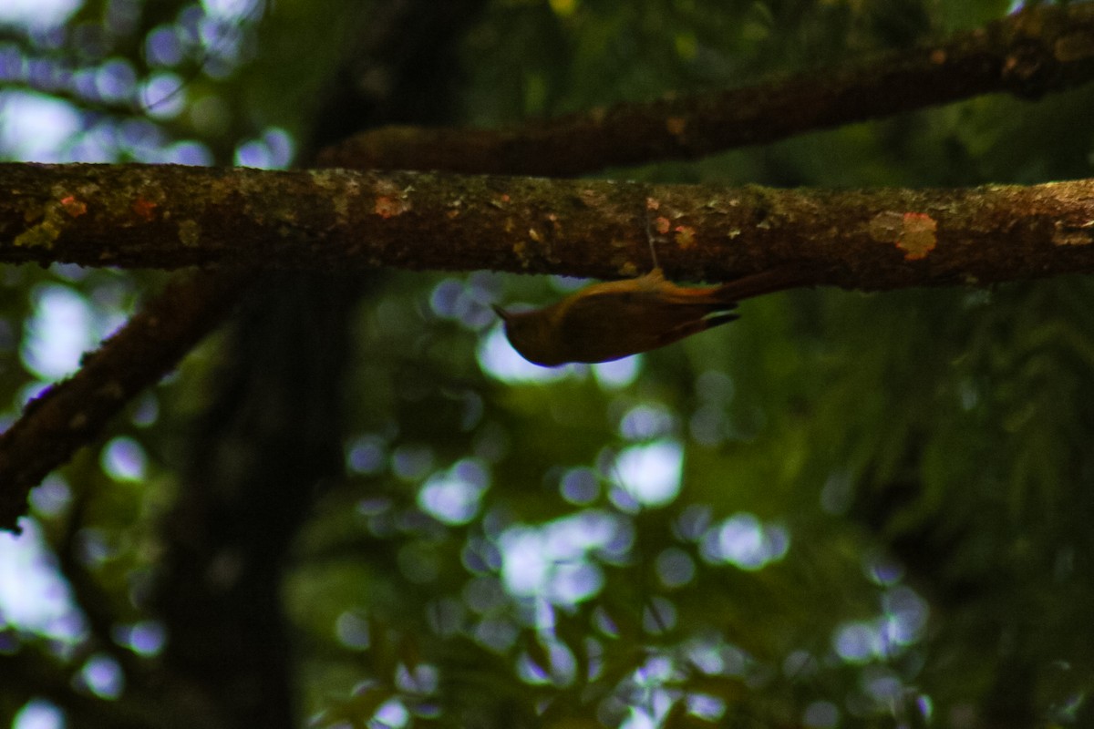 Olivaceous Woodcreeper - ML638081891