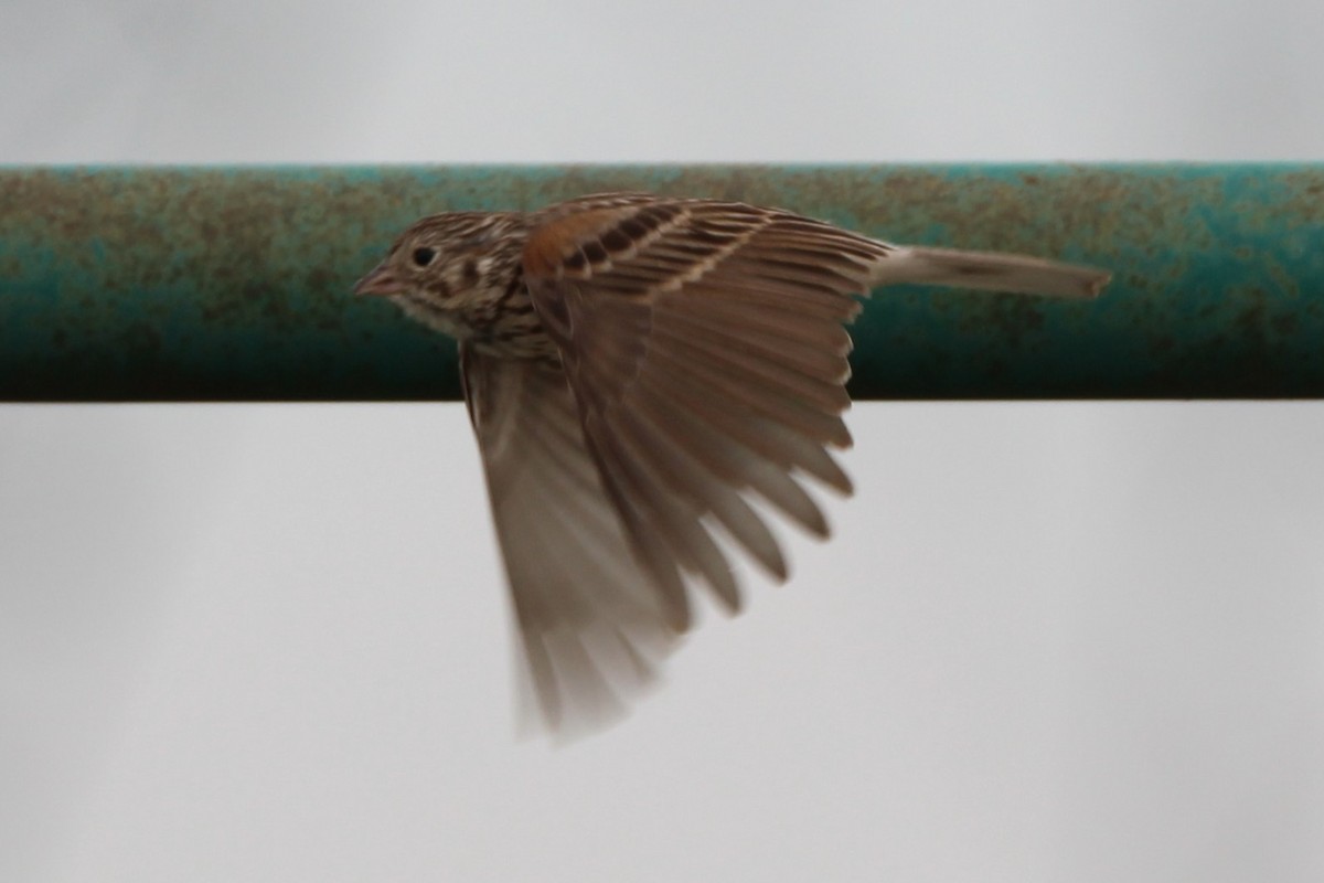 Vesper Sparrow - ML638081909