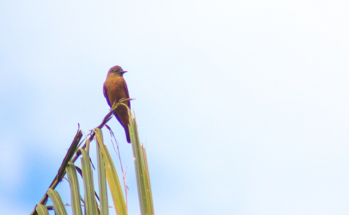 Cliff Flycatcher - ML638081945