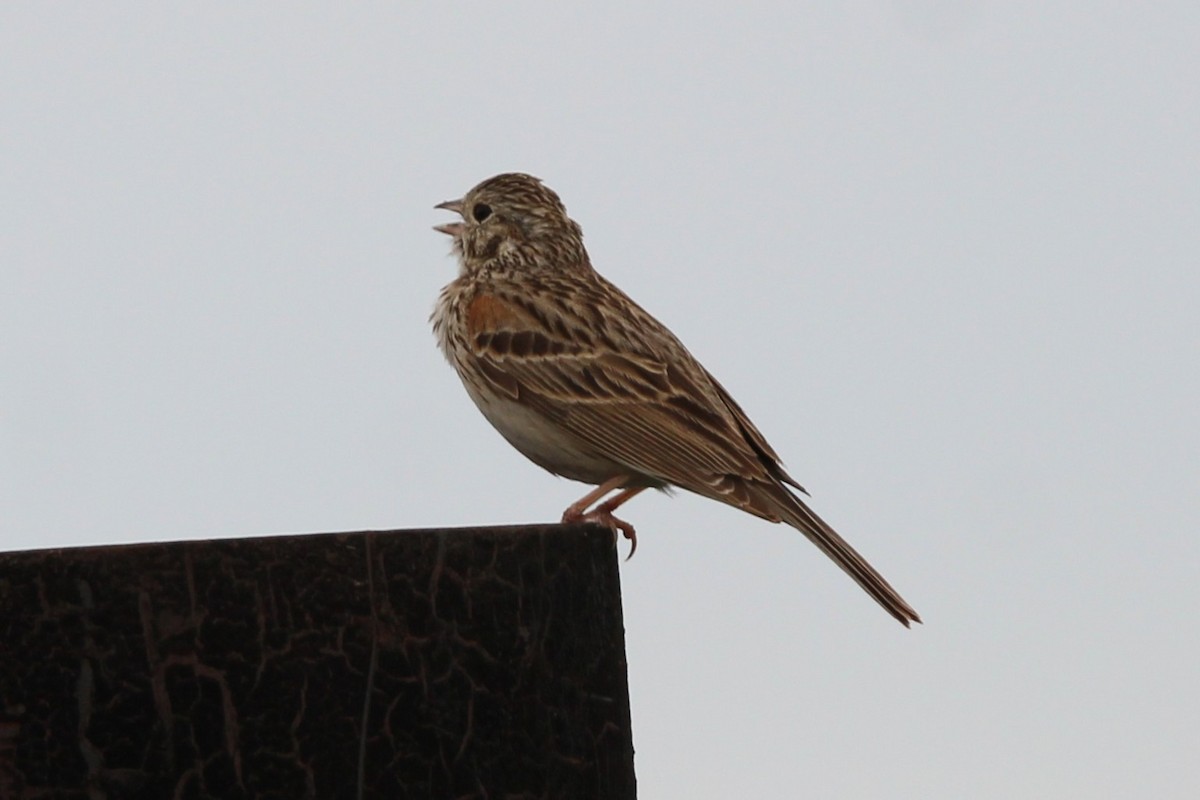 Vesper Sparrow - ML638081947