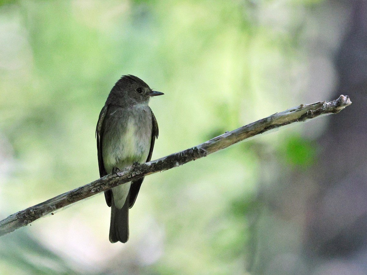Western Wood-Pewee - ML638081950