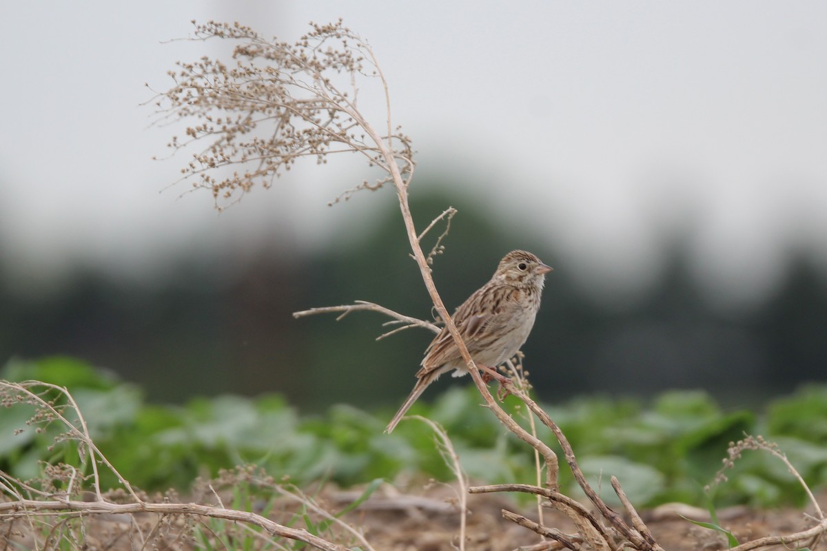 Vesper Sparrow - ML638081962