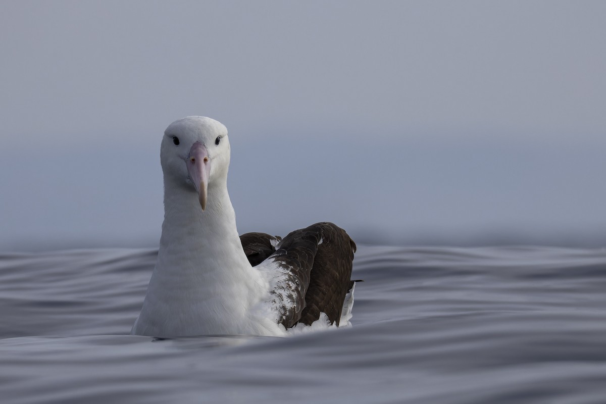 Northern Royal Albatross - ML638081966