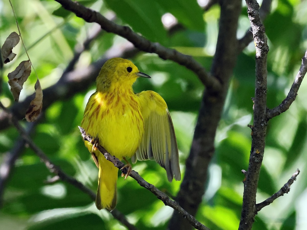 Yellow Warbler - ML638081977