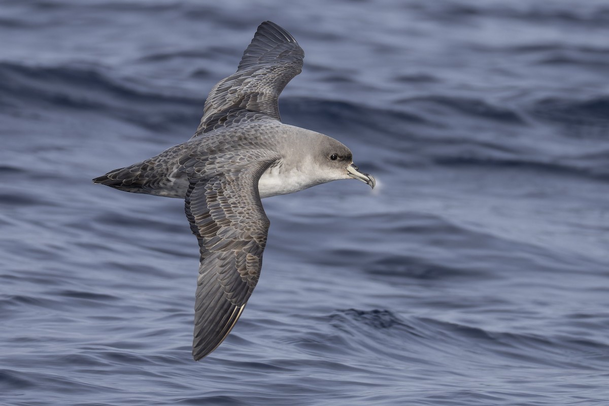 Gray Petrel - ML638081978