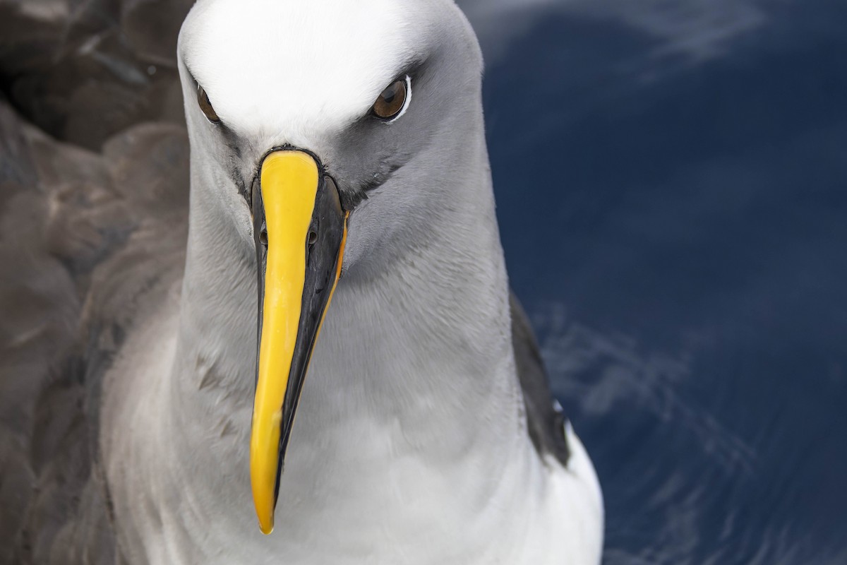 Buller's Albatross - ML638081995