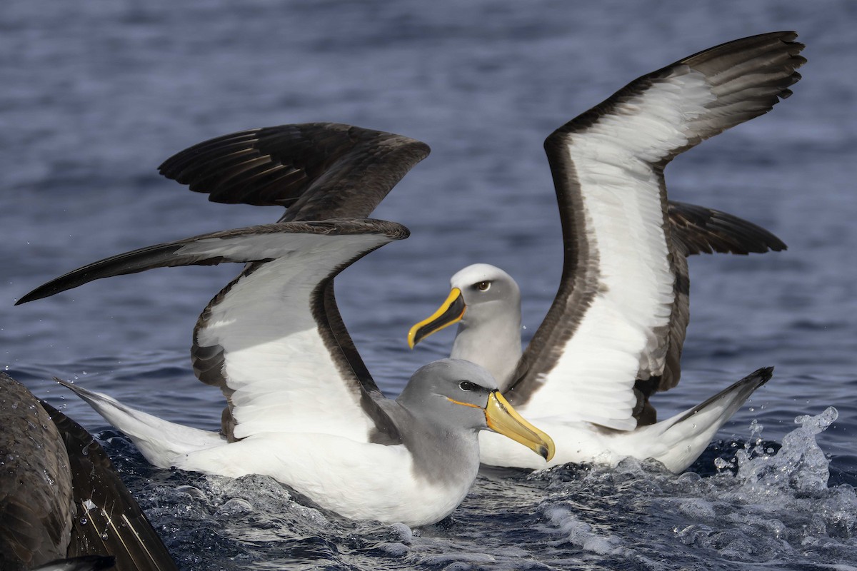 Buller's Albatross - ML638081996