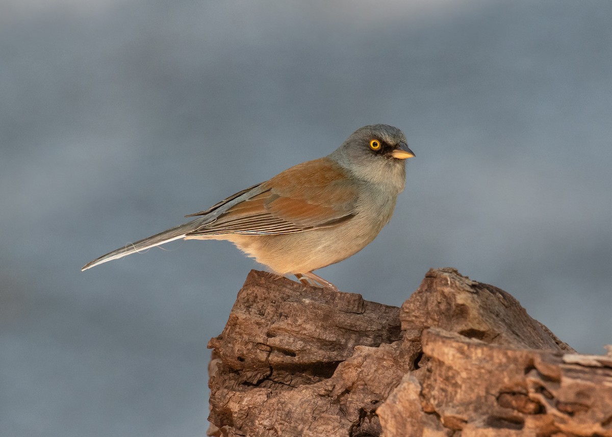 Yellow-eyed Junco - ML638082032