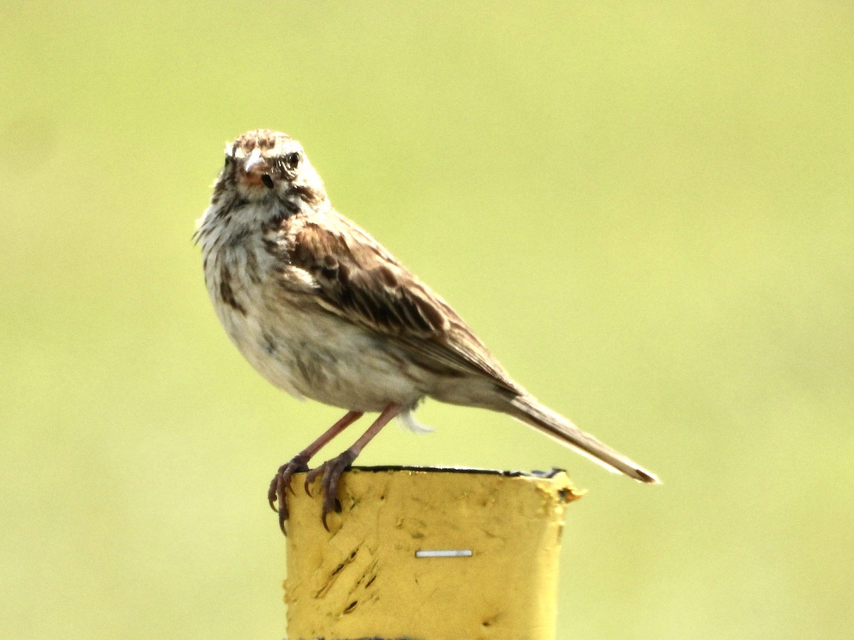 Vesper Sparrow - ML638082056