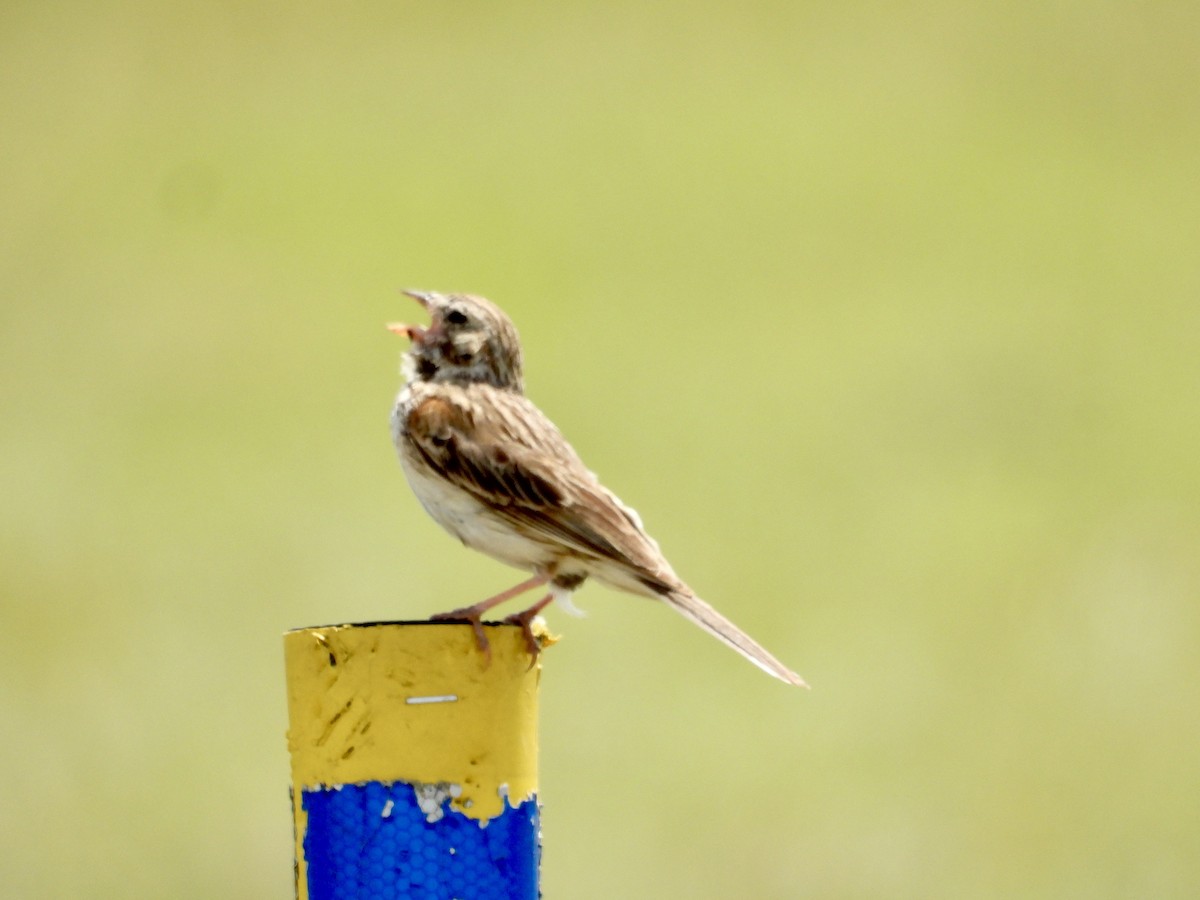 Vesper Sparrow - ML638082057