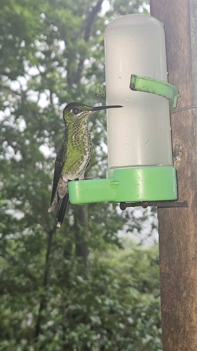 Green-crowned Brilliant - ML638082071