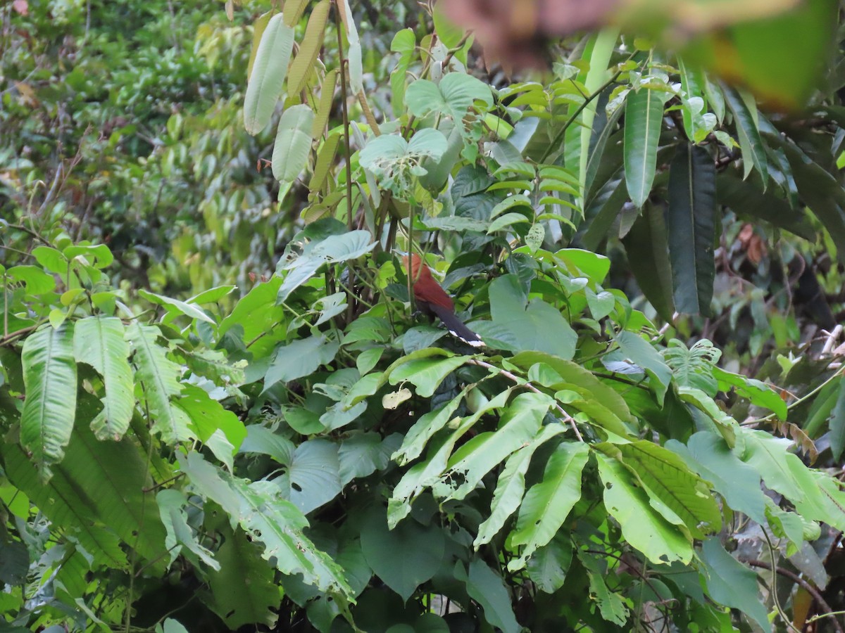 Raffles's Malkoha - ML638082081