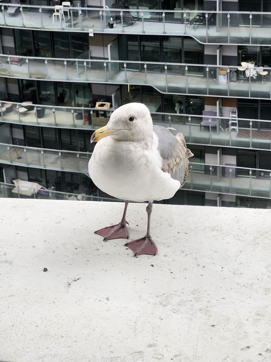 Glaucous-winged Gull - ML638082113