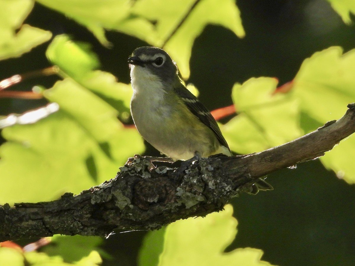 Graukopfvireo - ML638082124
