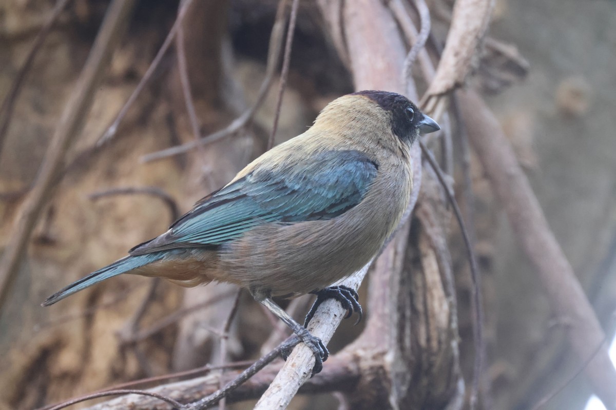Lesser Antillean Tanager (Grenada) - ML638082127