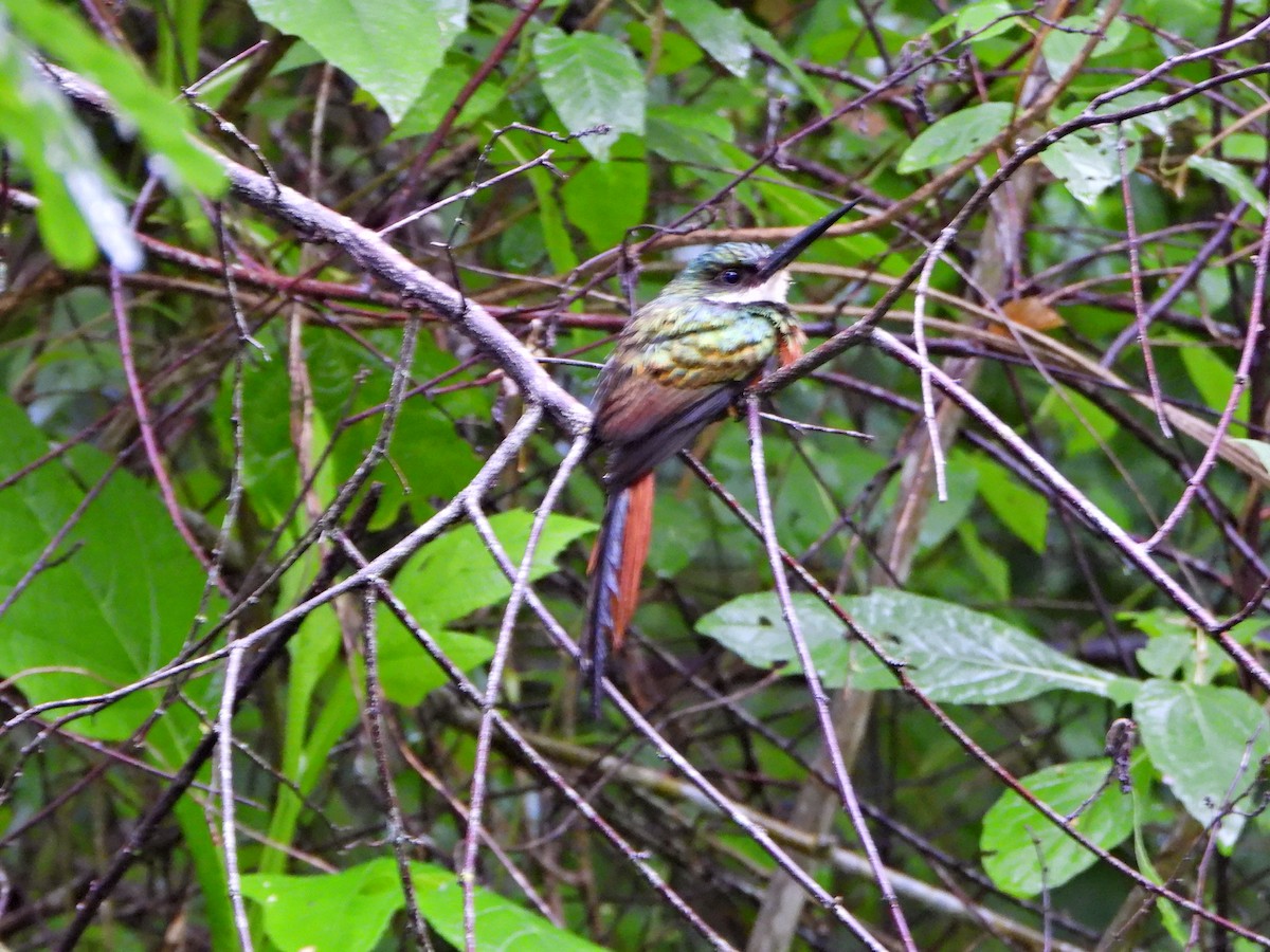 Rufous-tailed Jacamar - ML638082148
