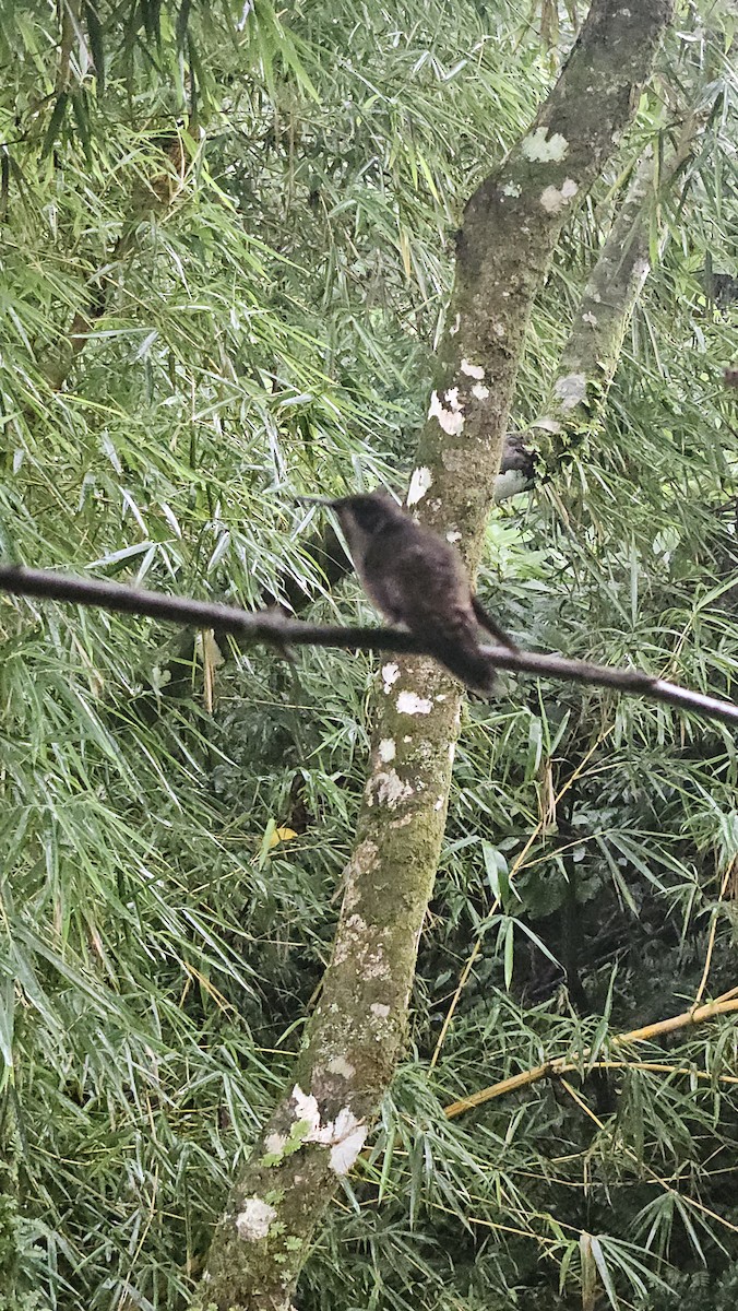 Brown Violetear - ML638082157