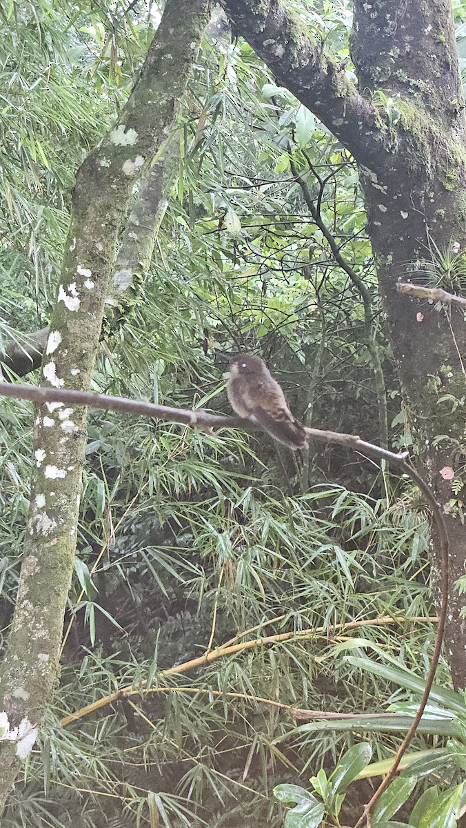Brown Violetear - ML638082158