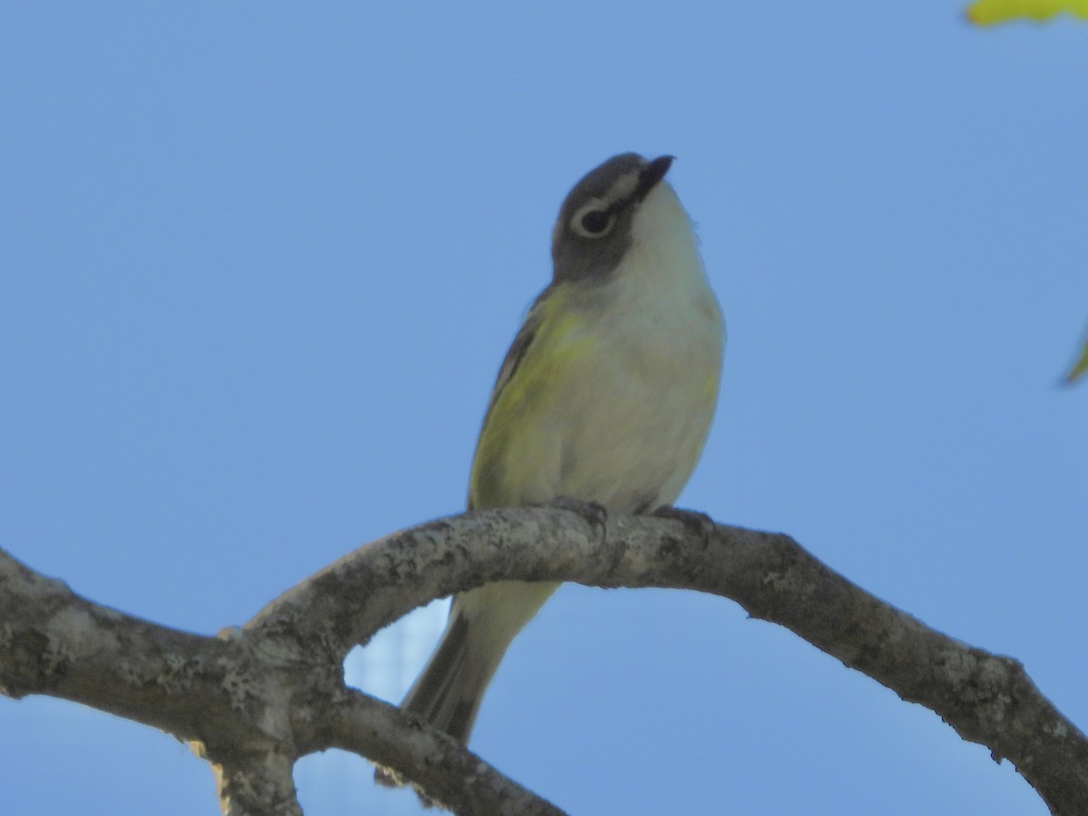 Graukopfvireo - ML638082168