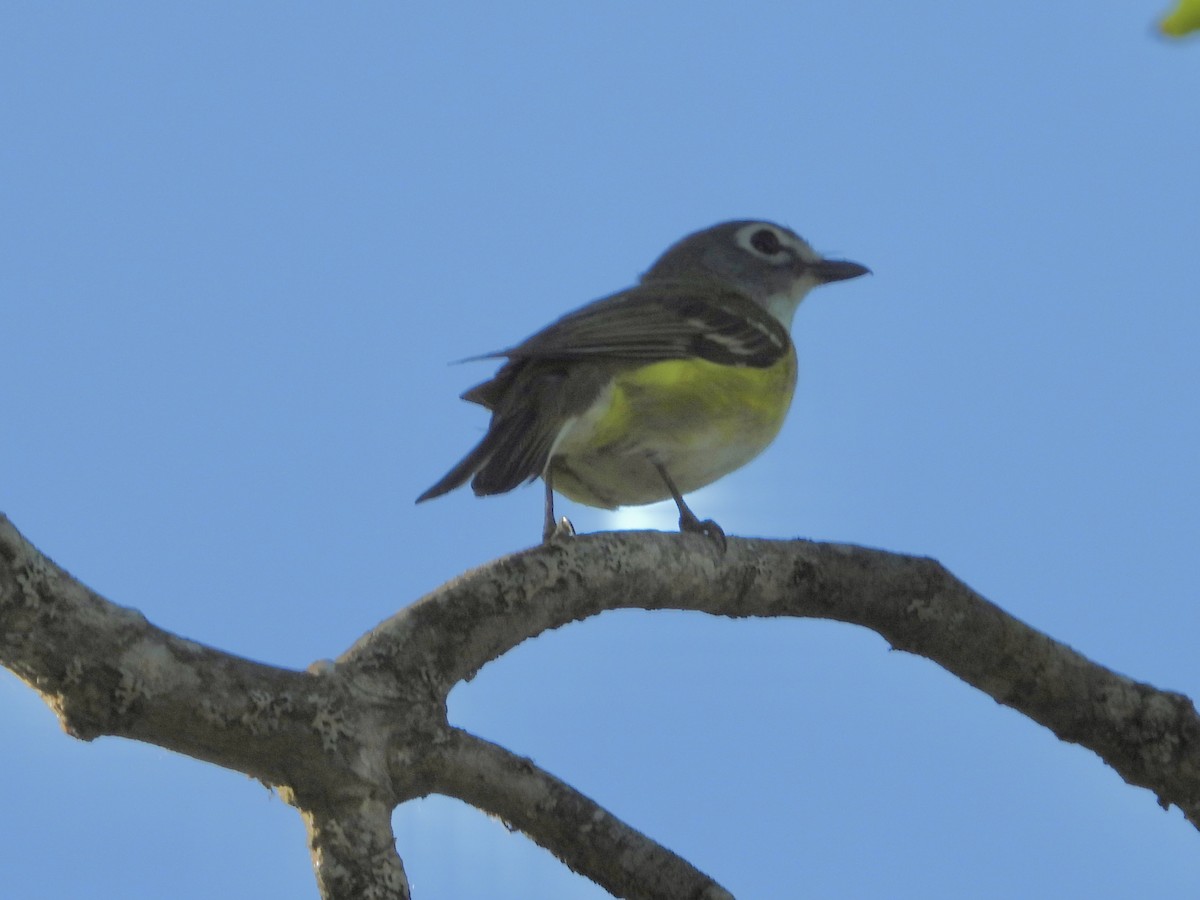 Graukopfvireo - ML638082169