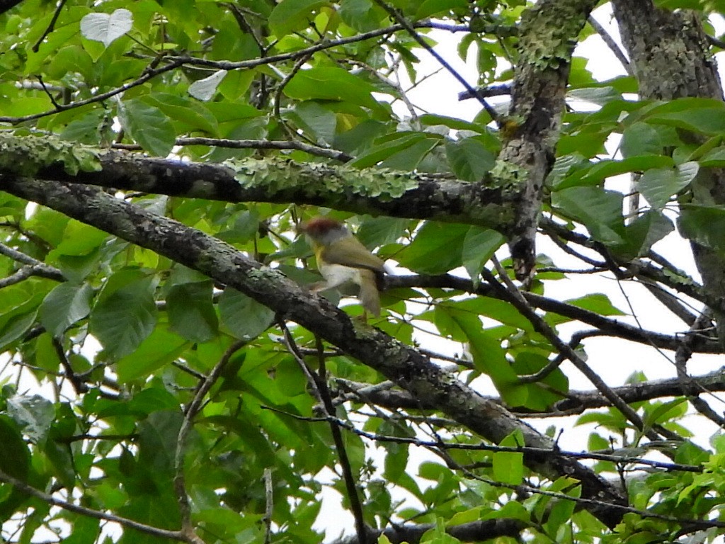 Rufous-browed Peppershrike - ML638082178