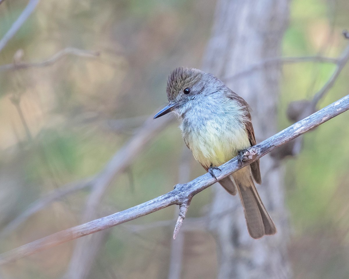 Dusky-capped Flycatcher (olivascens) - ML638082196