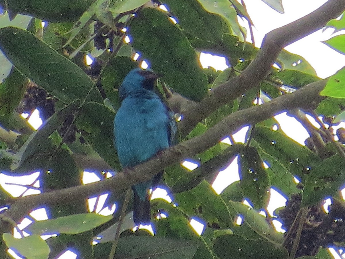 Plum-throated Cotinga - ML638082242