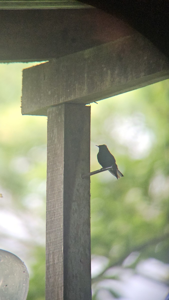 Black-bellied Hummingbird - ML638082248