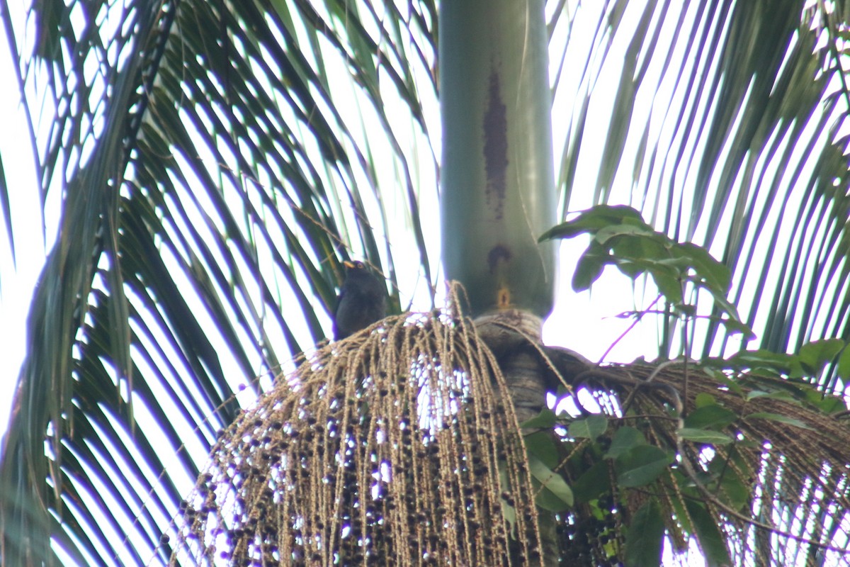 Yellow-legged Thrush - ML638082342
