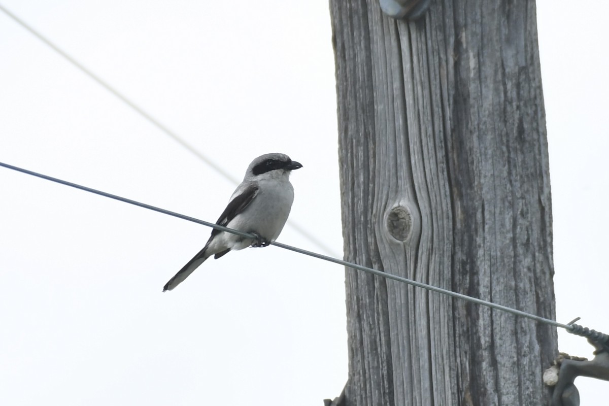 Loggerhead Shrike - ML638082382