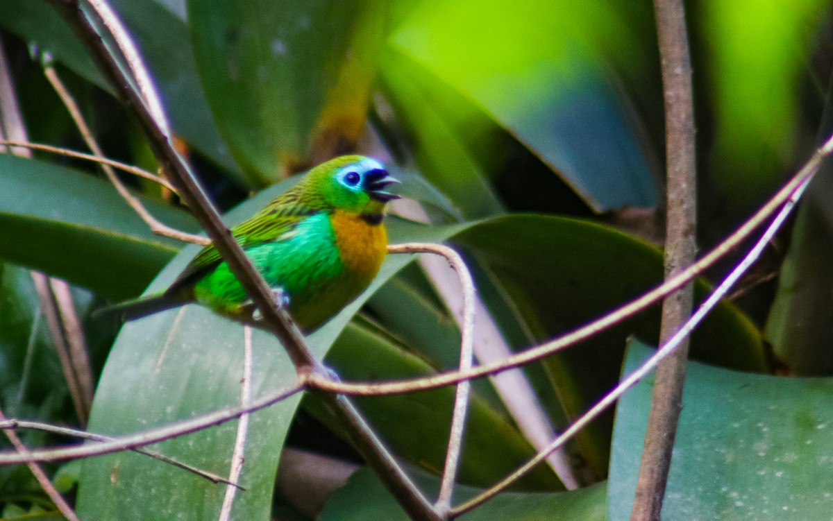 Brassy-breasted Tanager - ML638082438