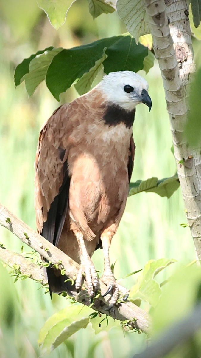 Kara Boyunlu Şahin - ML638082489