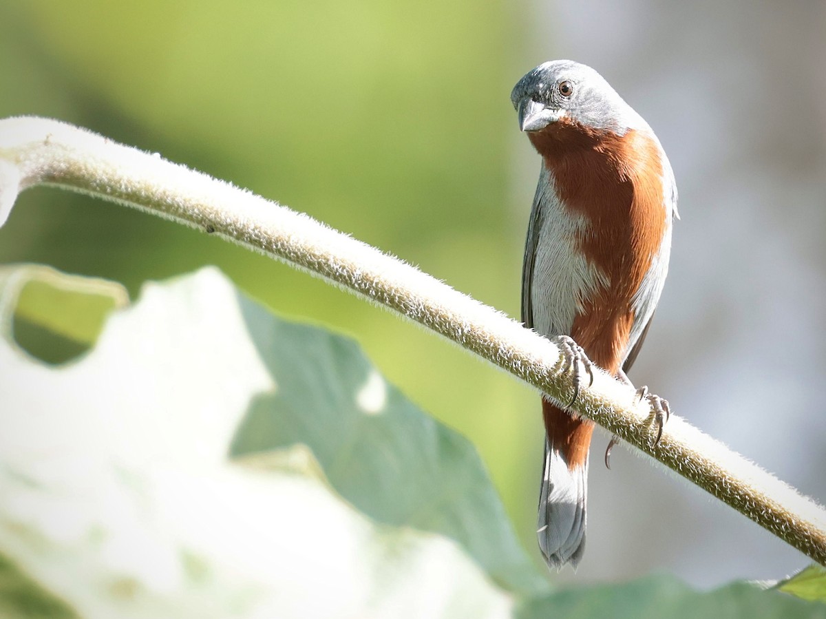 Chestnut-bellied Seedeater - ML638082529