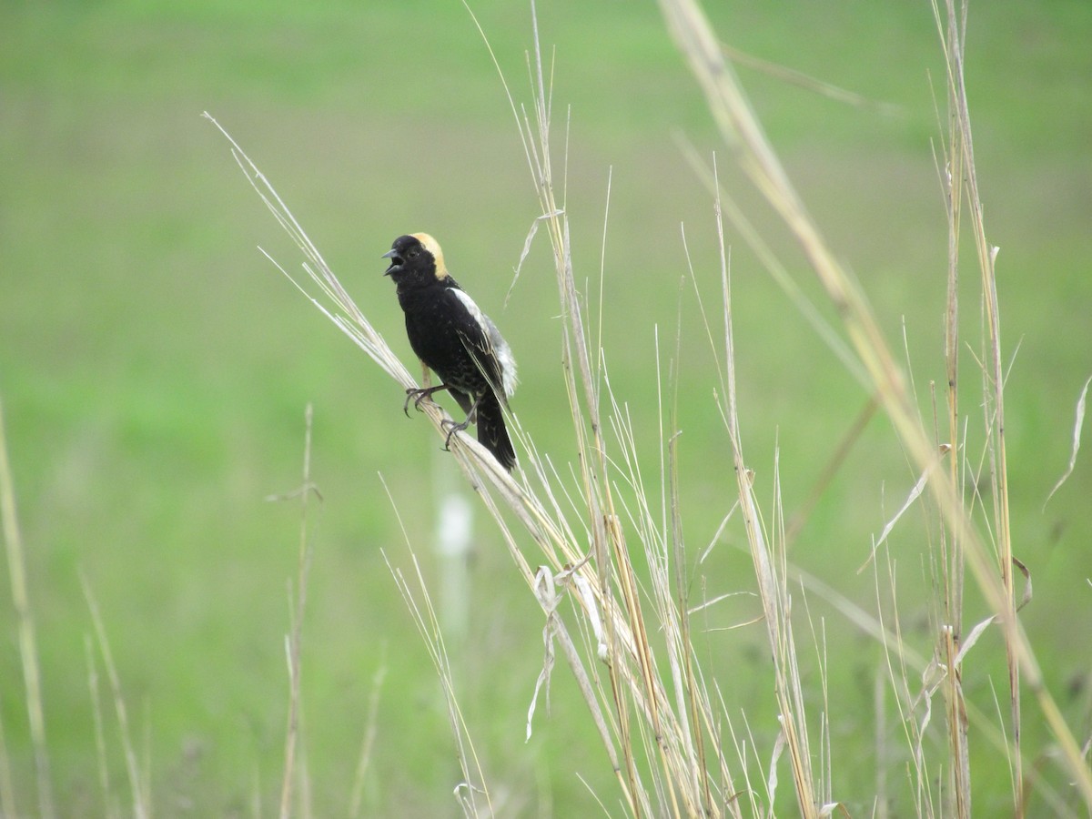 Bobolink - ML638082541