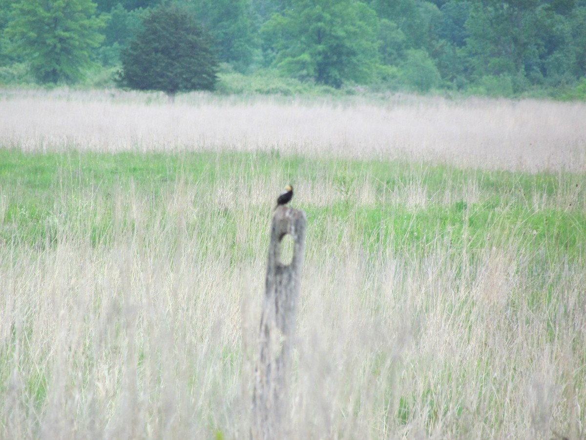 Bobolink - ML638082542