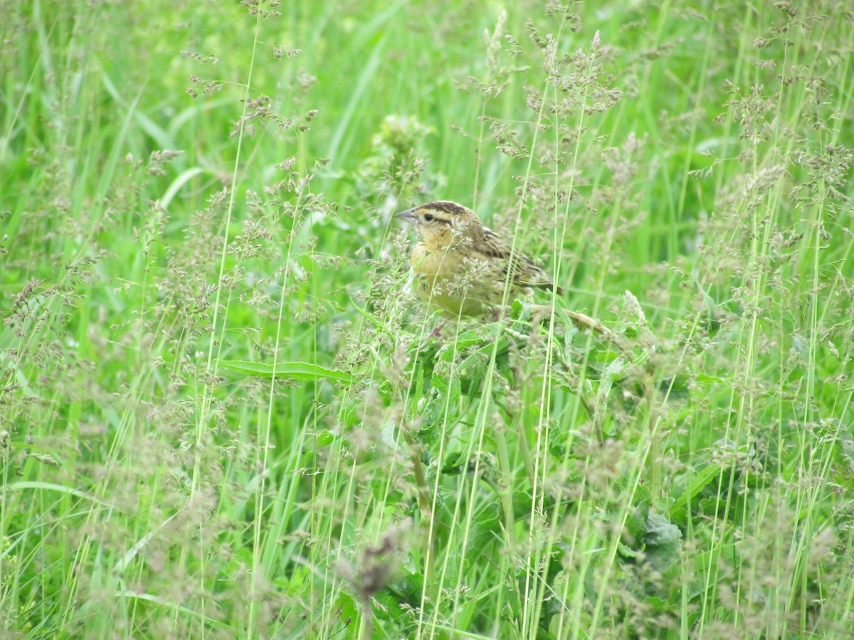 Bobolink - ML638082543