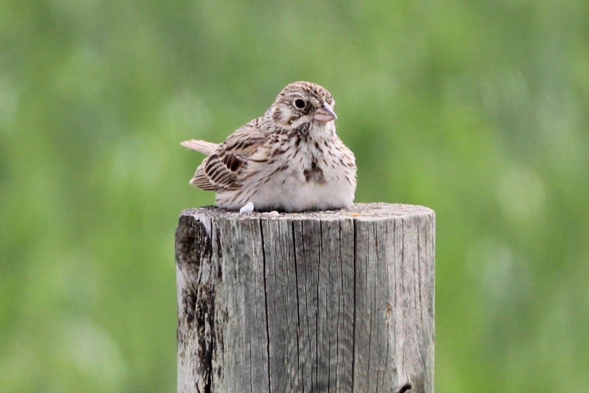 Vesper Sparrow - ML638082544