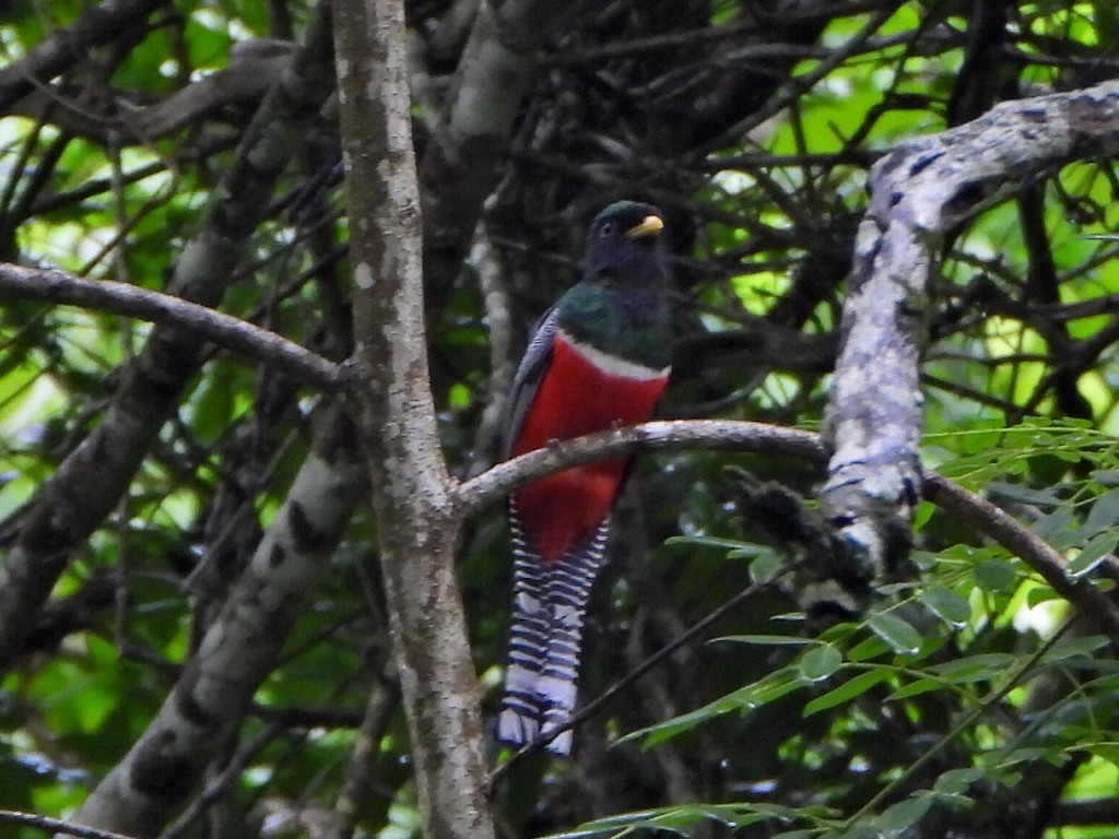 Collared Trogon - ML638082553
