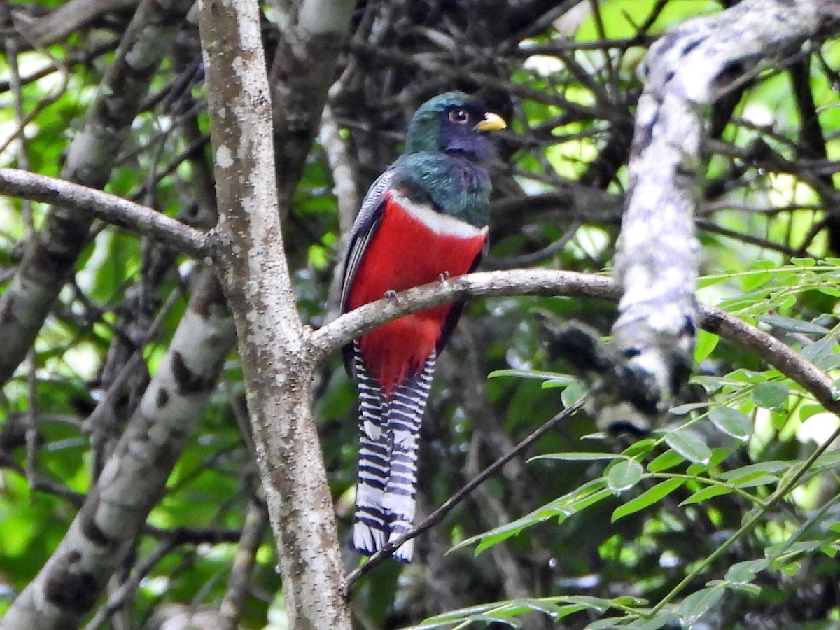 Collared Trogon - ML638082554