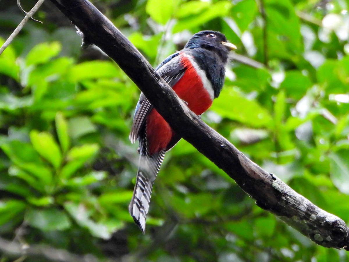 Collared Trogon - ML638082555