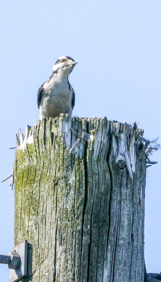 Hairy Woodpecker (Eastern) - ML638082592