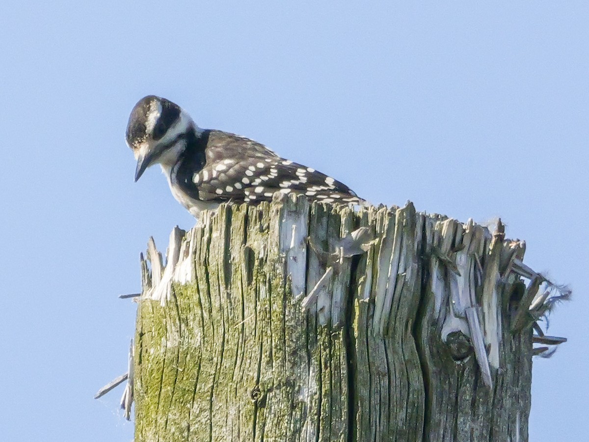 Hairy Woodpecker (Eastern) - ML638082607