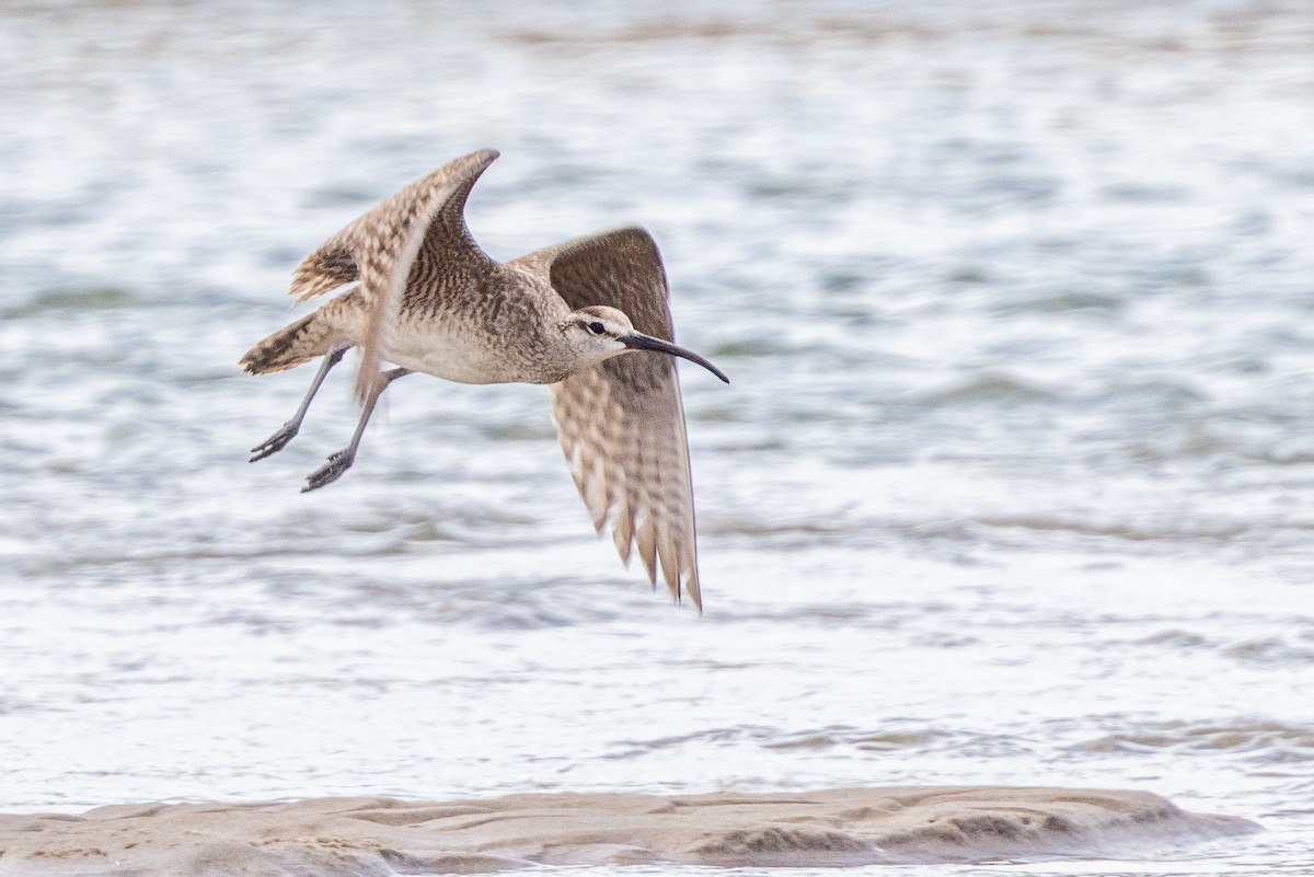 Whimbrel - ML638082610