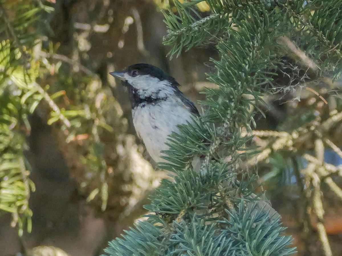 Black-capped Chickadee - ML638082612