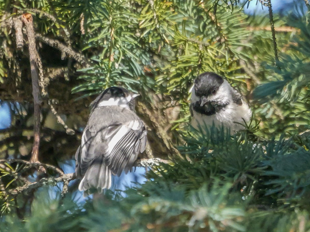 Black-capped Chickadee - ML638082613