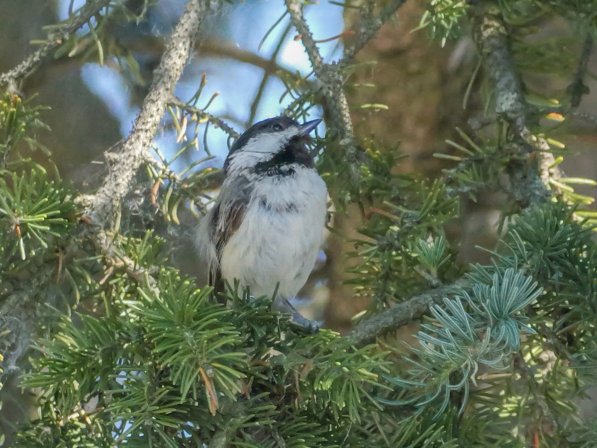 Black-capped Chickadee - ML638082614