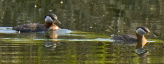 Red-necked Grebe - ML638082622