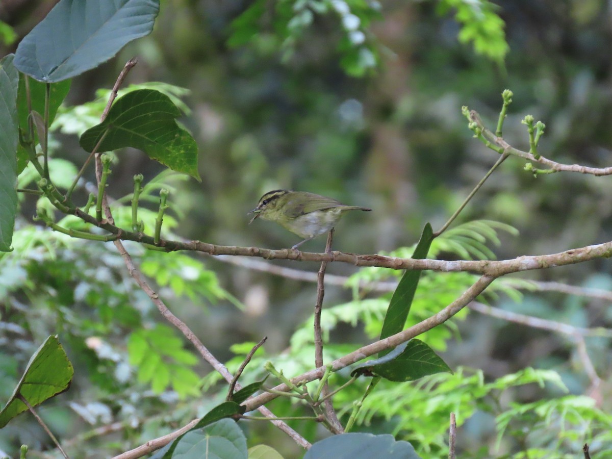 Mountain Leaf Warbler - ML638082643