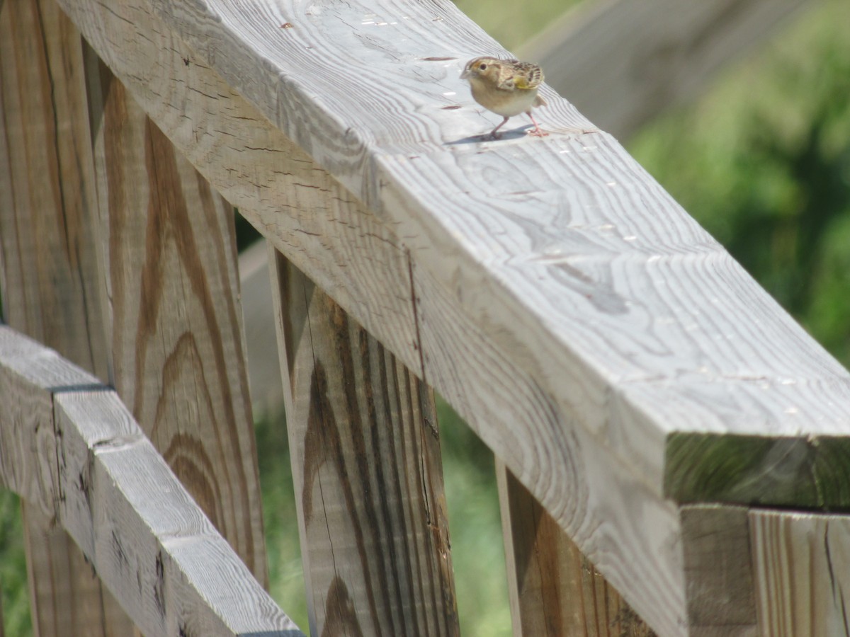 Grasshopper Sparrow - ML638082744